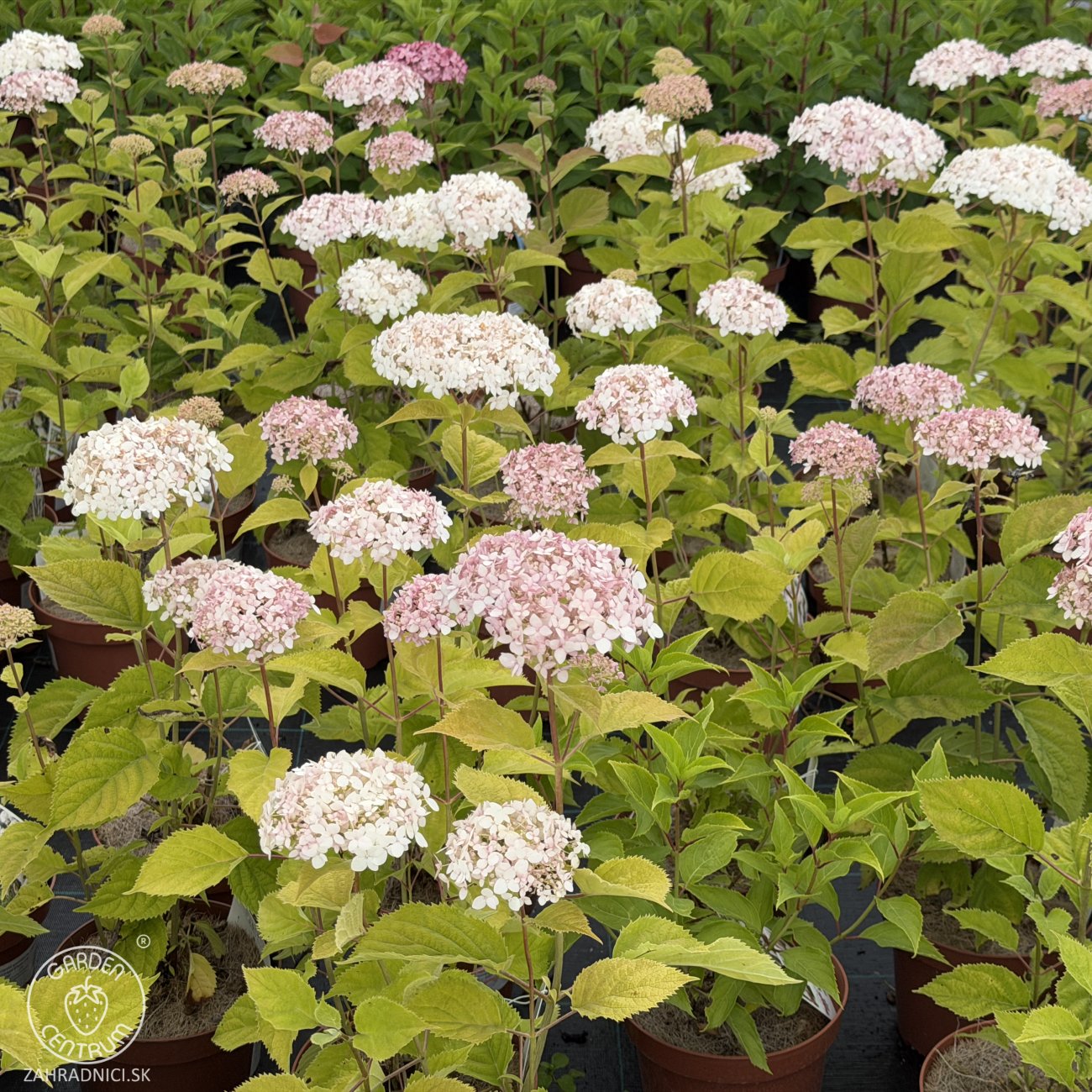 Obrázok Hortenzia stromčekovitá (Hydrangea arborescens) ´CANDYBELLE® MARSMALLOW´ - výška 30-50 cm, kont. C2L